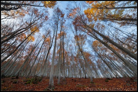 Снимка: Ivanmiladinov.com