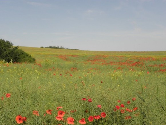 11390256_10204184260791007_213871735520929974_n