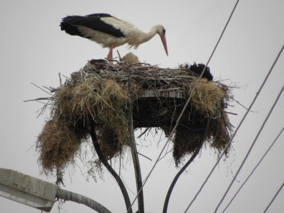 11401021_10204184259230968_5705520768754683770_n