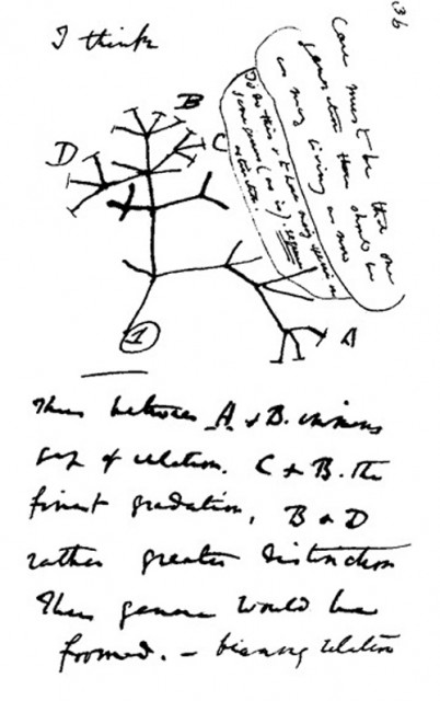 През 1837 г. Дарвин започва да пише „Произход на видовете“. На страница 36  над неговото първо „дърво на евюлюцията“ той пише:  I think (Аз мисля).  