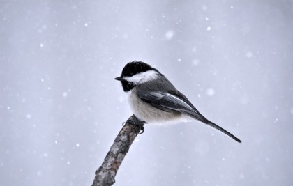 ptica-sinica-sneg-zima-vetka