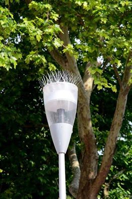 13445561_1162212247162831_5740005376961697922_n