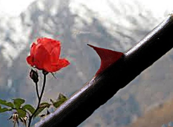 13236313_1028205830606367_1190153310_n