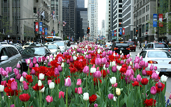 Chicago-Tulip-Bulbs-on-Michigan-Ave. Снимка: Brown Thumb, Сhicagonow.com