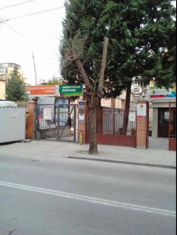 "Дърво" , ул."Цар Асен"-центъра!