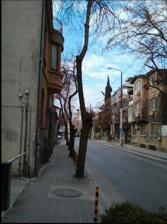 Състояние на дърветата по ул."Цар Асен", с по един клон!