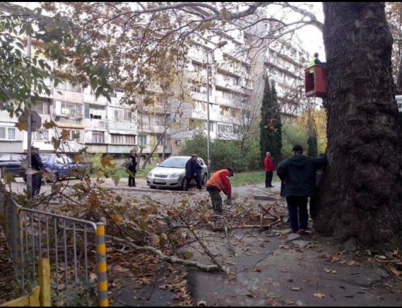 Тези клони не пречеха на никого!