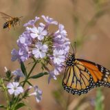 Снимка: Асен Игнатов, Dunavmost.com